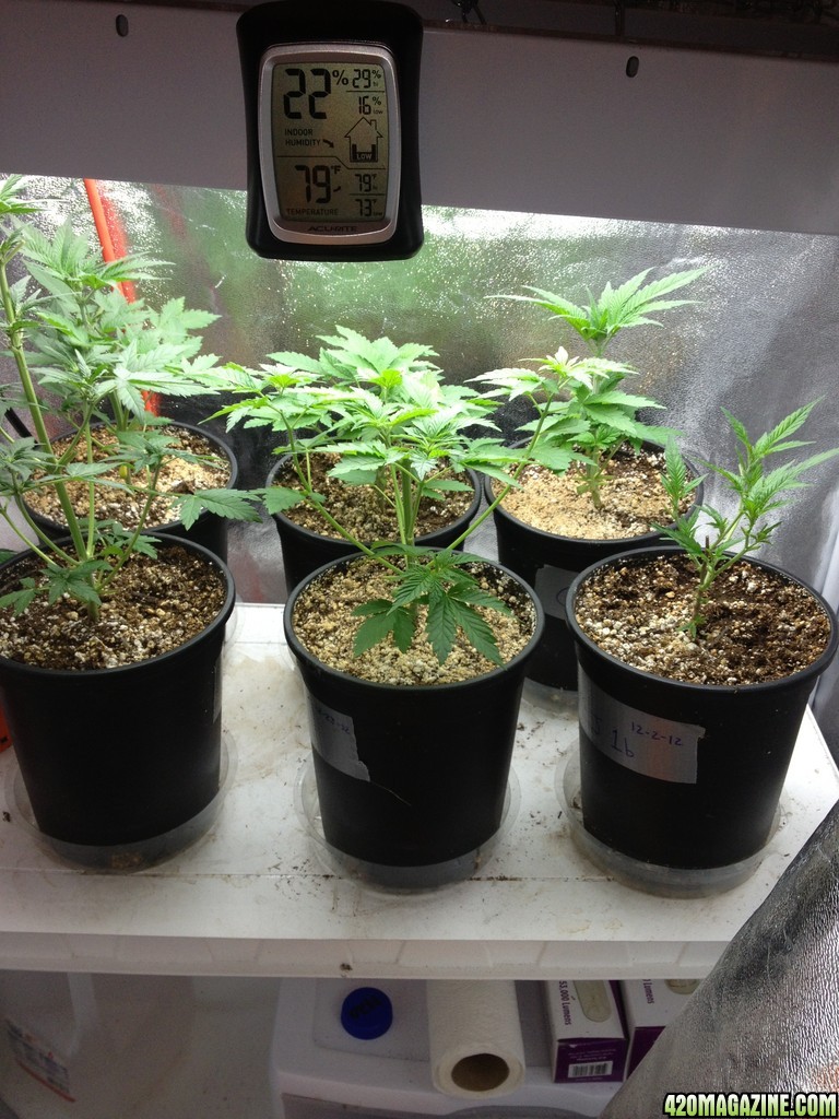 Third Grow