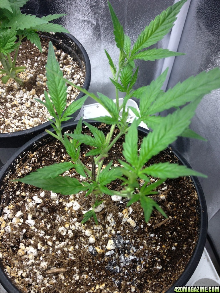 Third Grow