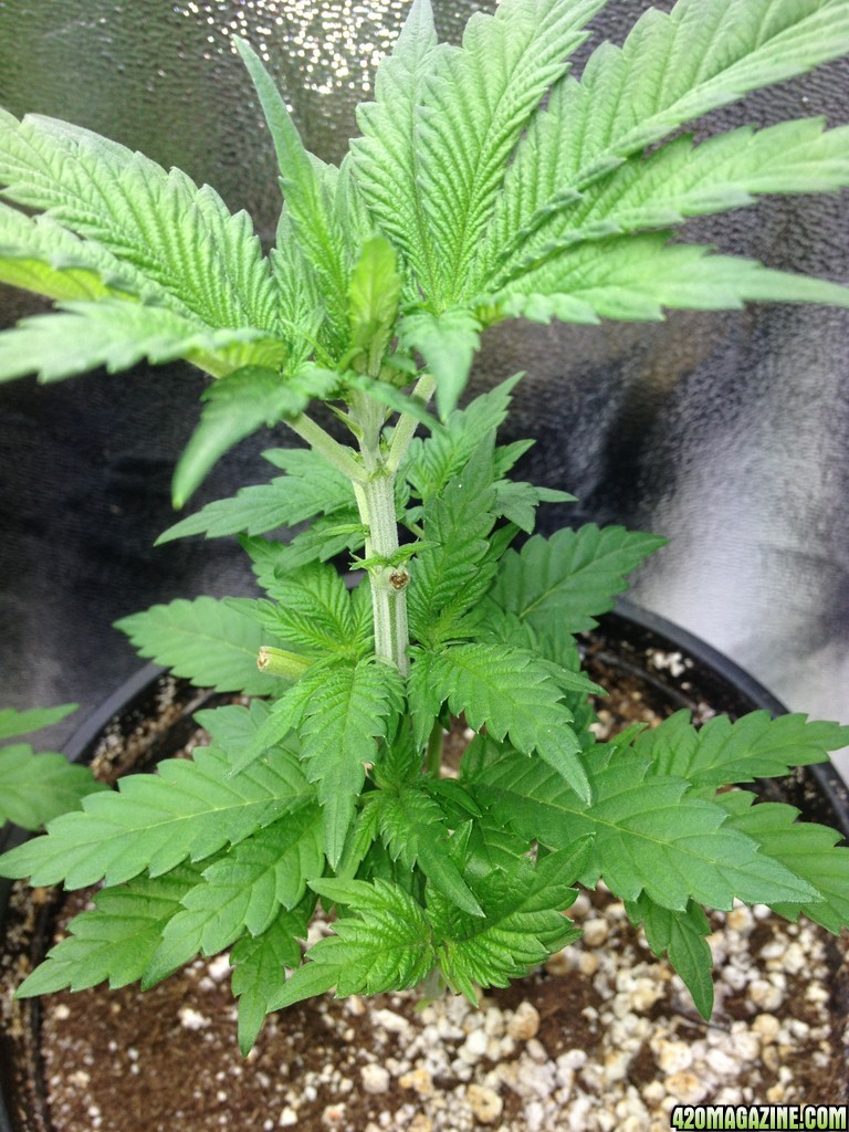 Third Grow