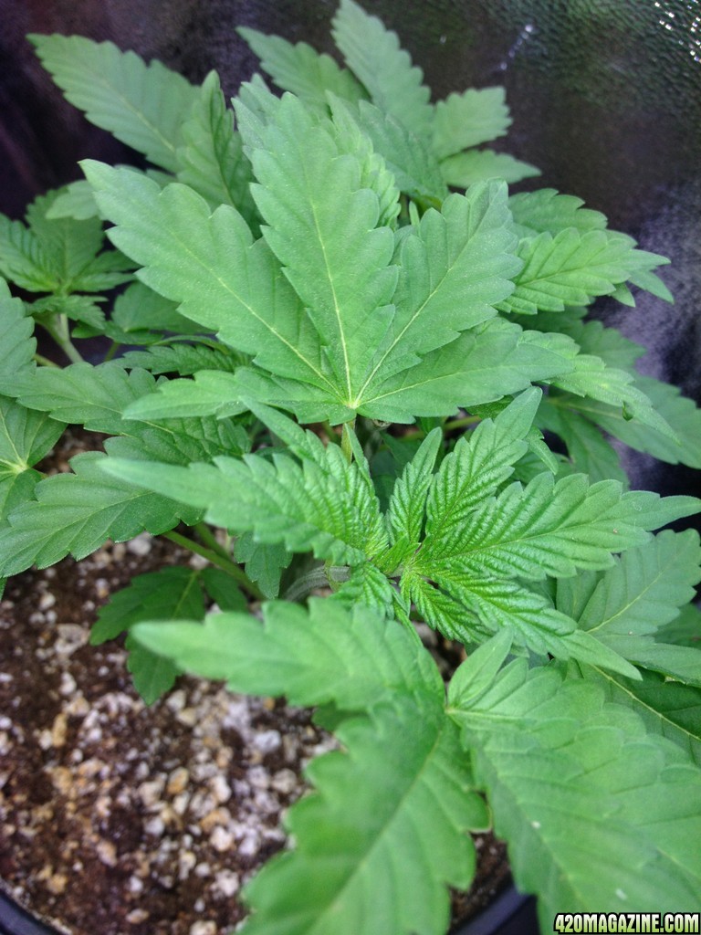 Third Grow