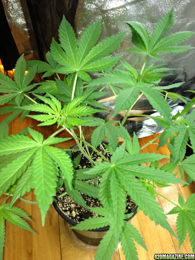 Third Grow