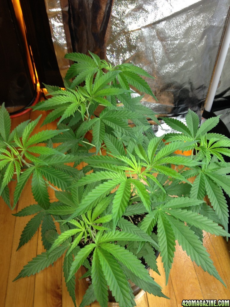 Third Grow