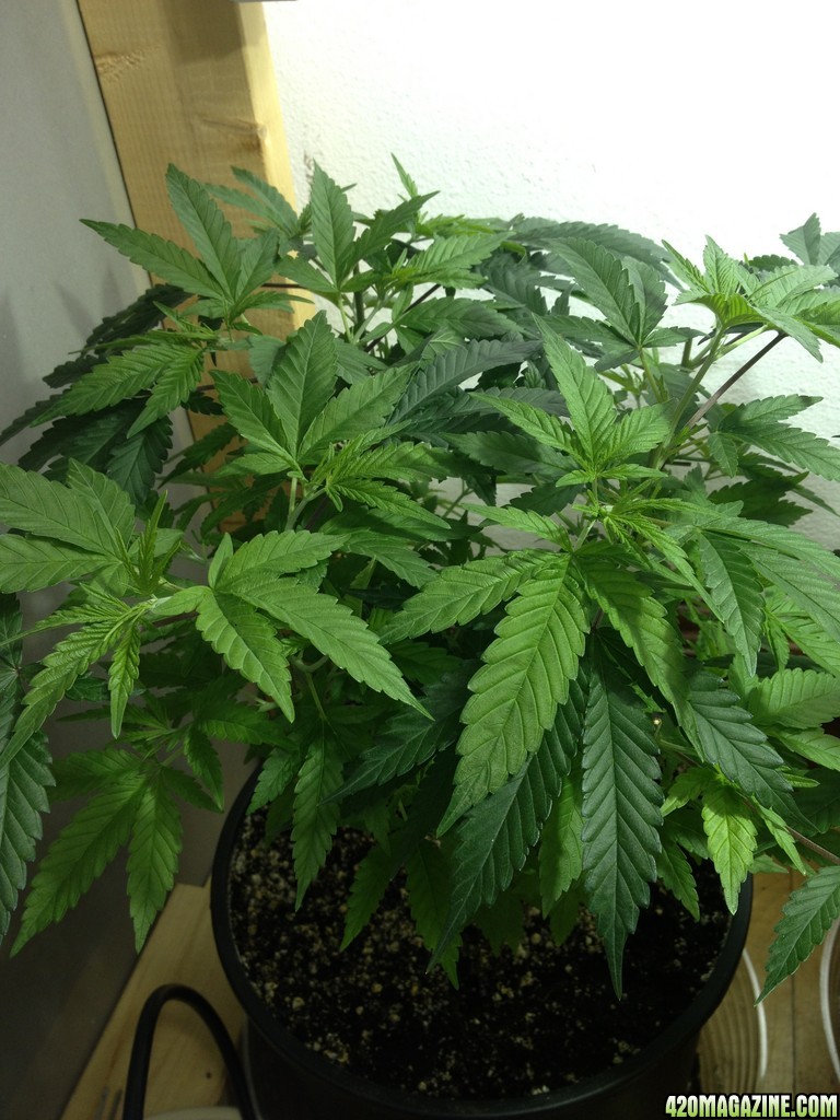 Third Grow