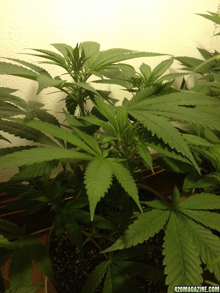 Third Grow