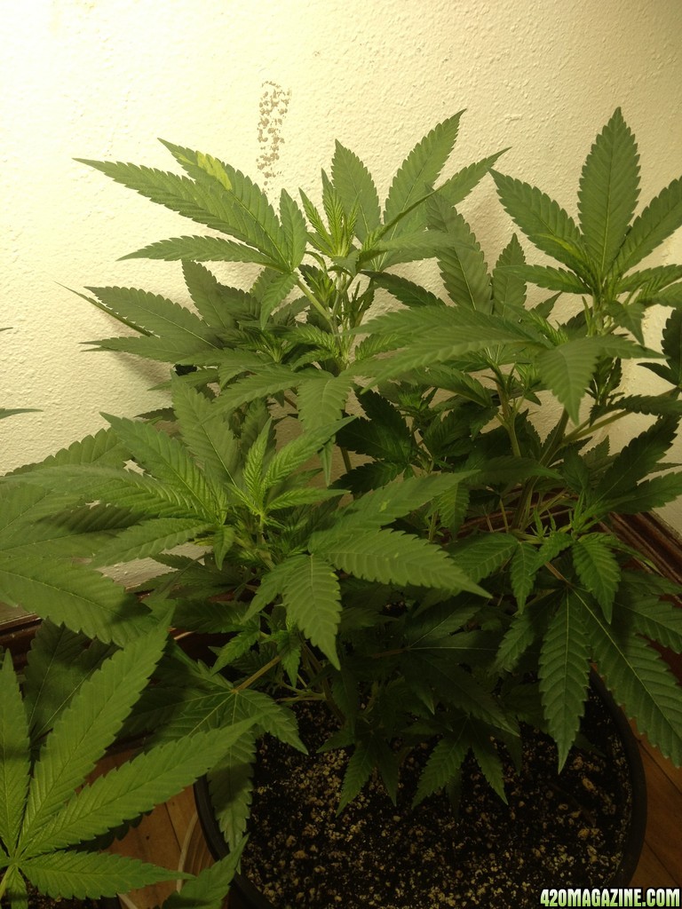 Third Grow