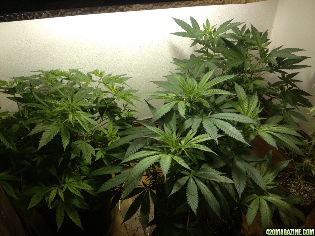 Third Grow