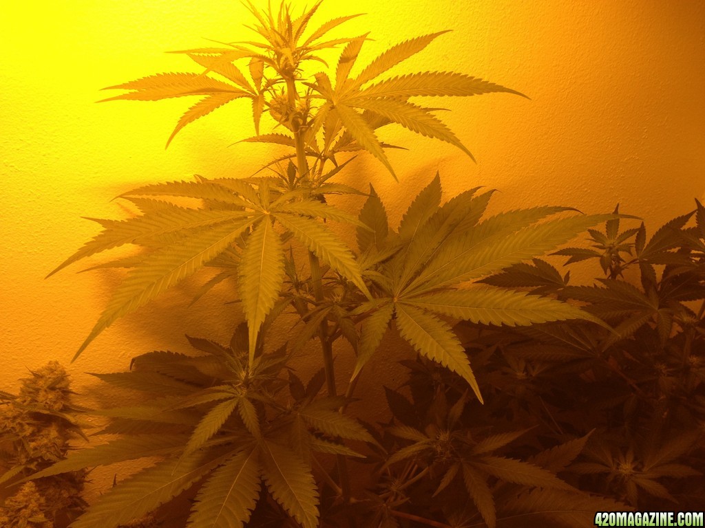 Third Grow