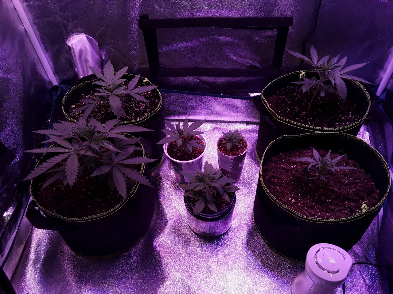 Third week vegging various strains