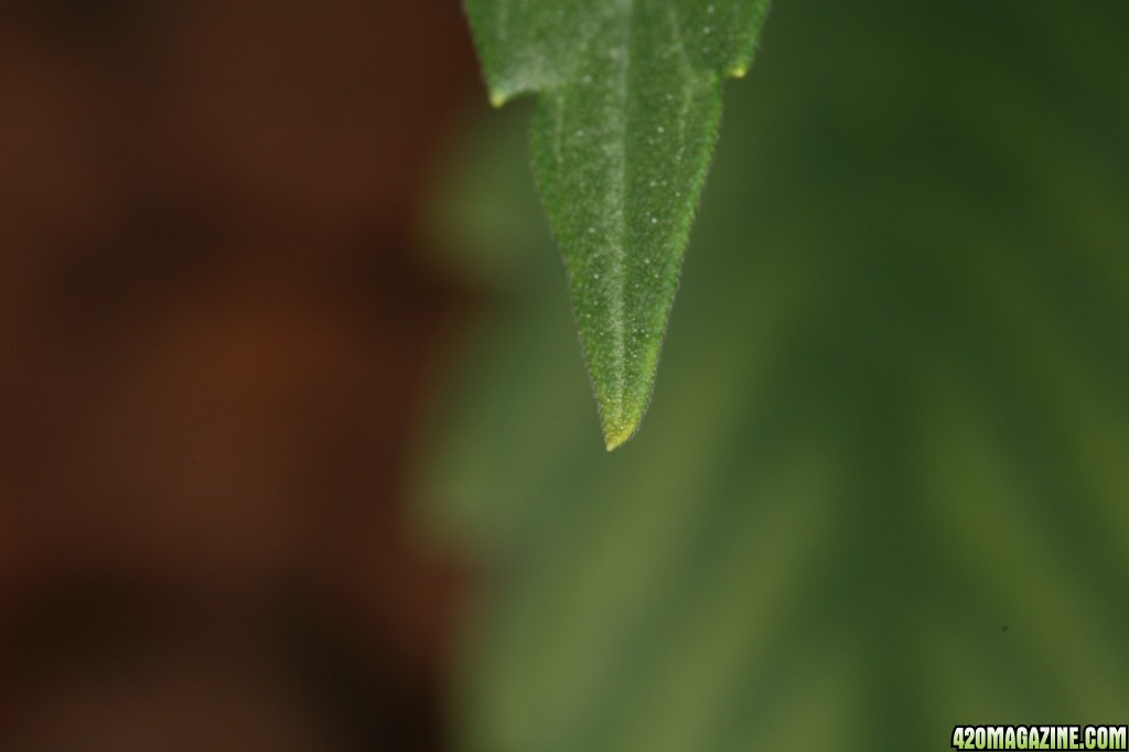 third_leaf