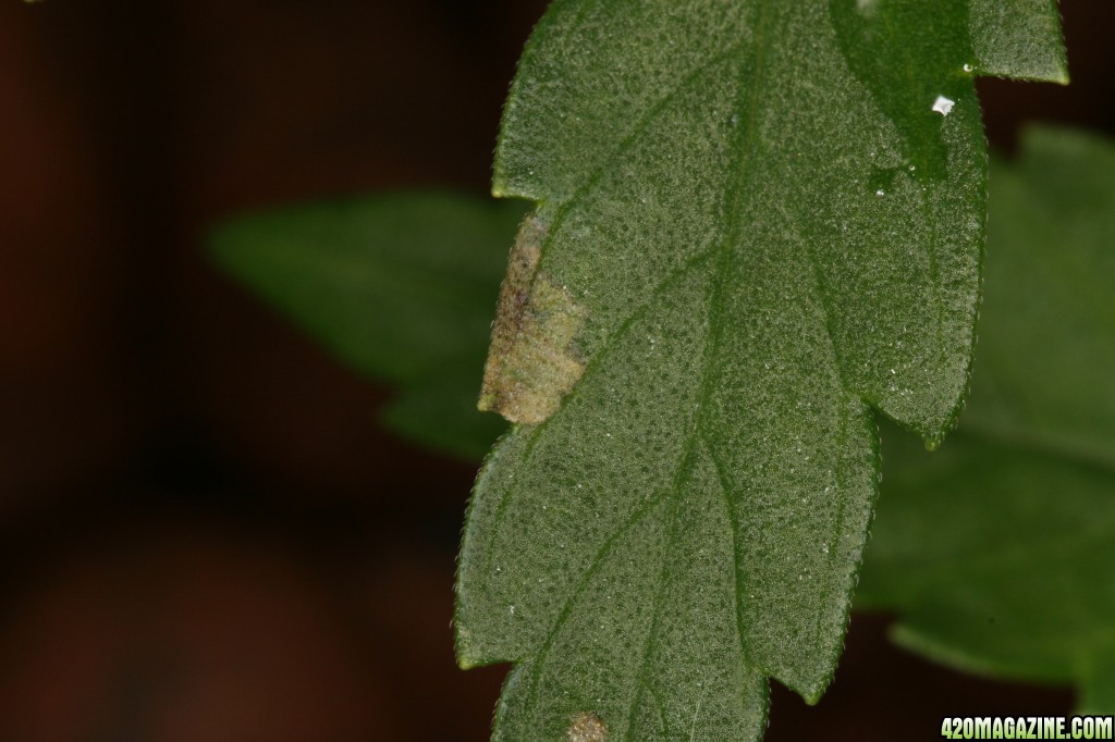 third_leaf