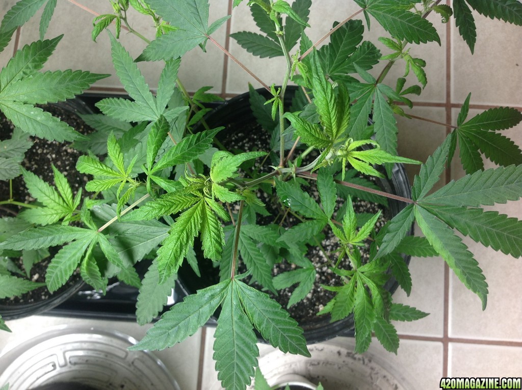 This is my first indoor grow... OG Kush