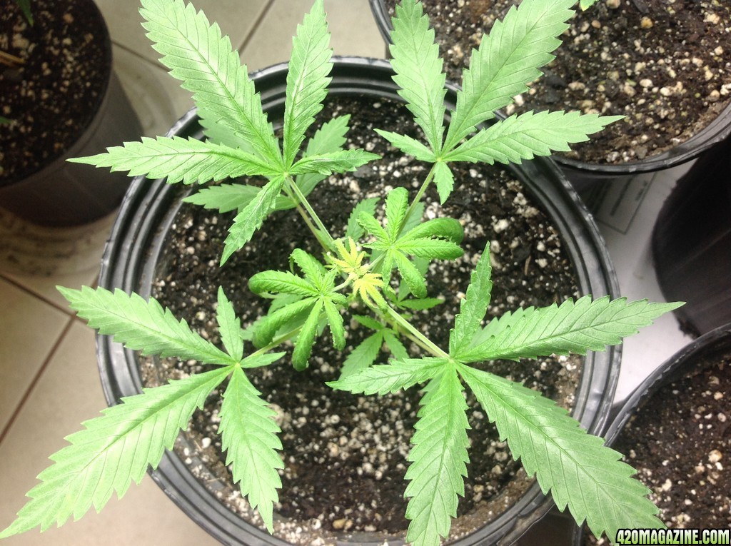 This is my first indoor grow... WWxBB