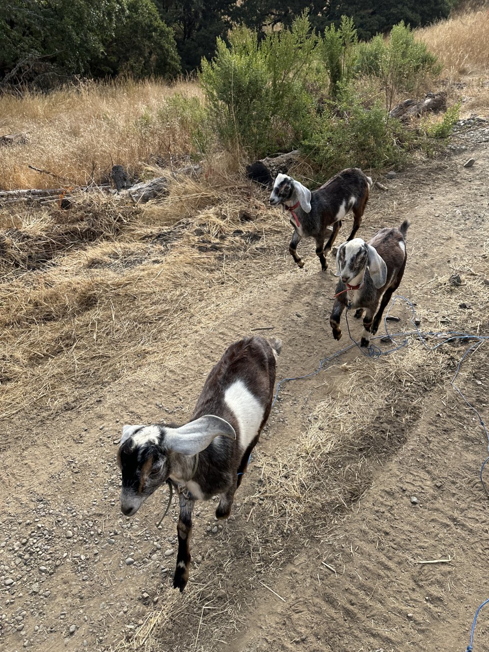 Three amigos