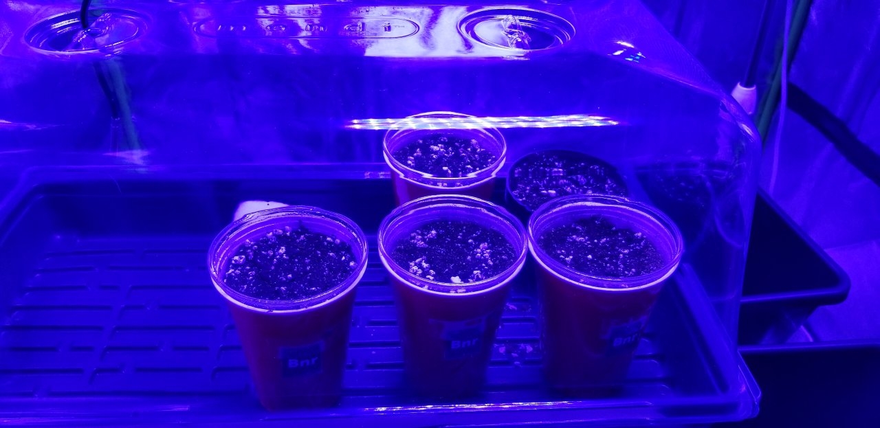 Three Bruce Banner's and two Jack Herer's first grow.jpg