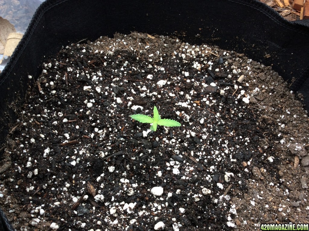 Three bubba kush seedlings