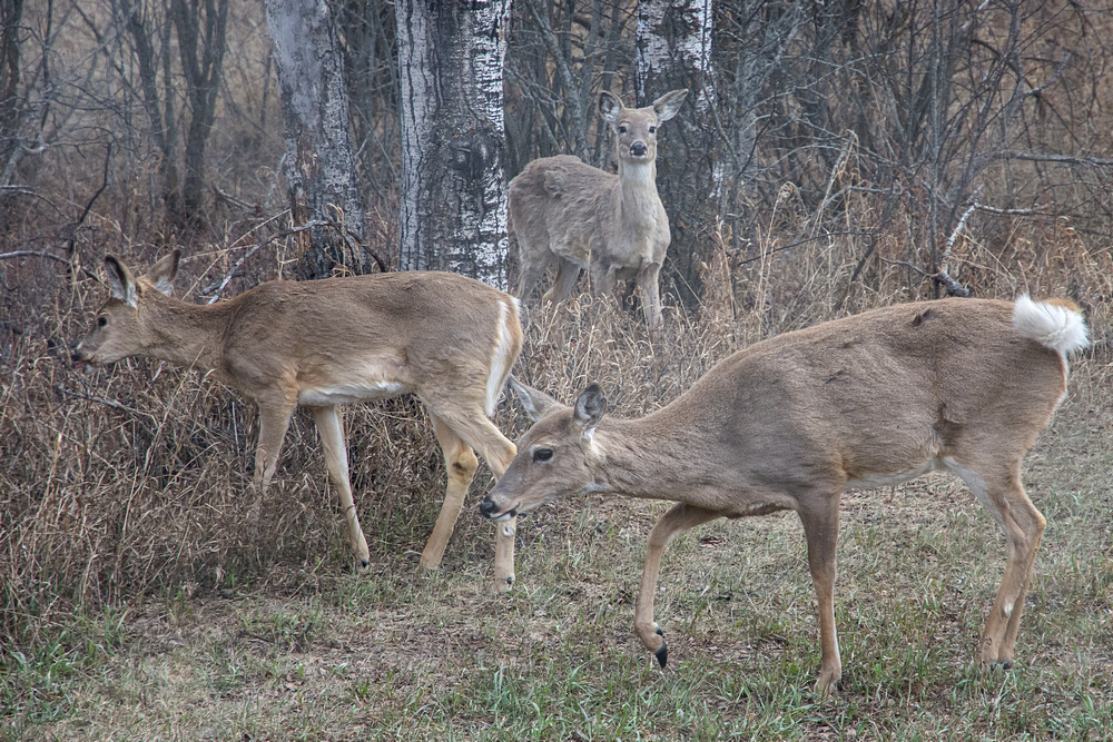 Three deer 29 Apr.jpg