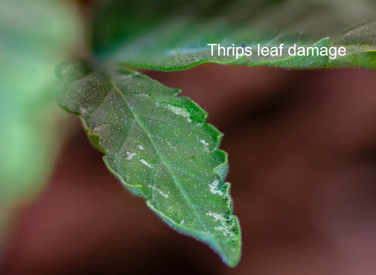 Thrip leaf damage.jpg