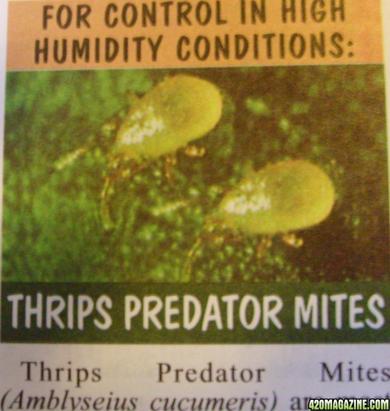 thripe predator mite