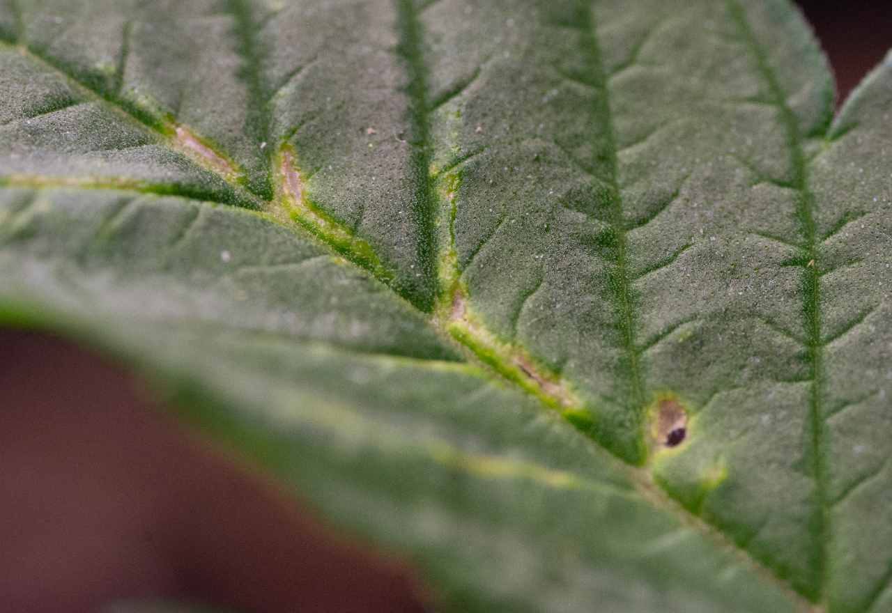 Thrips Leaf damage in veins.jpg