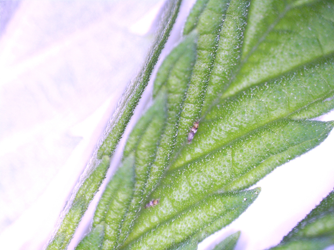 thrips06.jpg