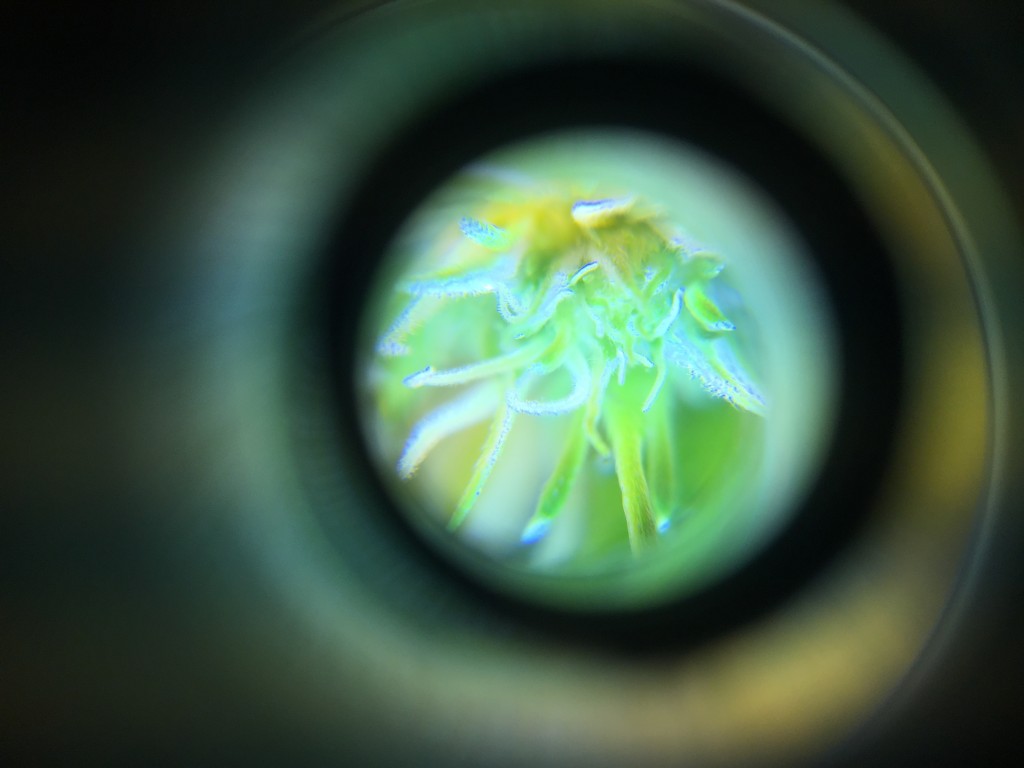 Through the loupe