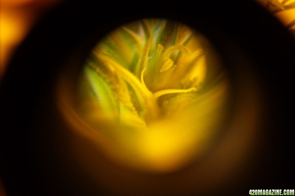 Through_the_scope_