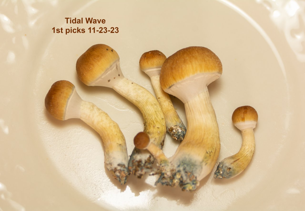 Tidal Wave 1st picks 11-23-23.jpg