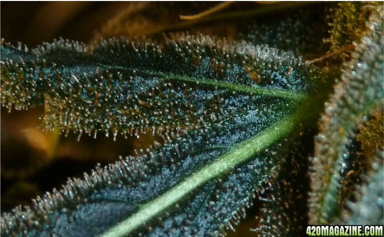 Tina_C4_Day_70_trichomes