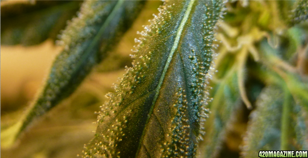 Tina_C4_Trichomes_Day63