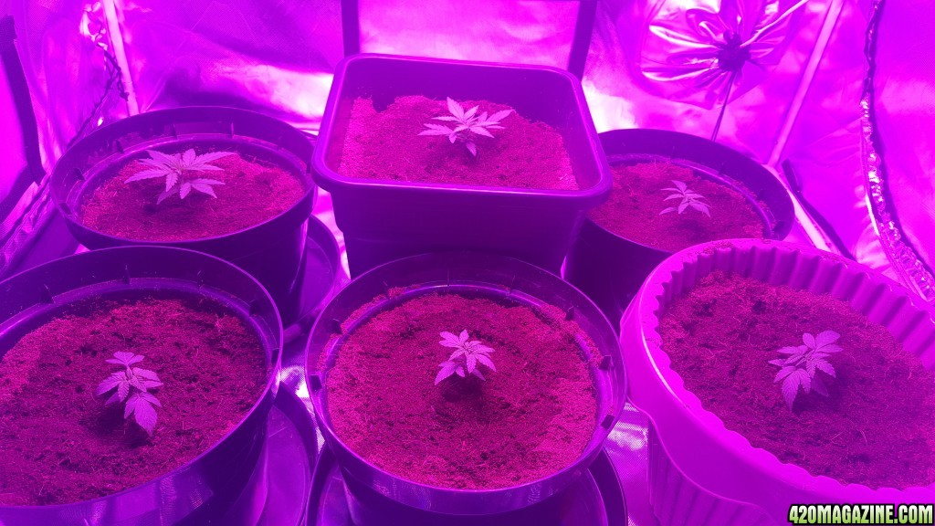 Tiny 3 week old autos