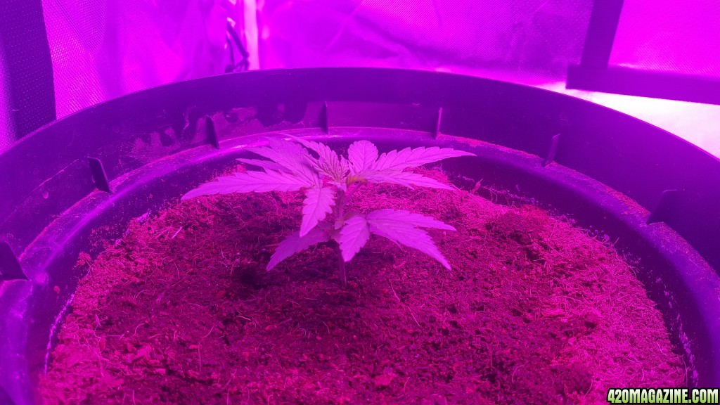 Tiny 3 week old autos