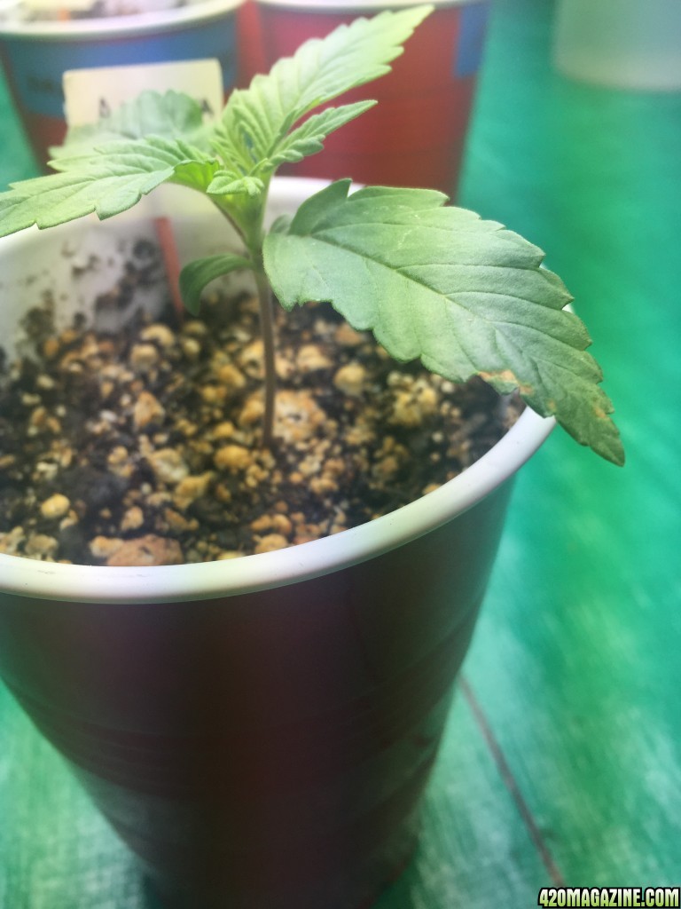 Tiny spots on seedling