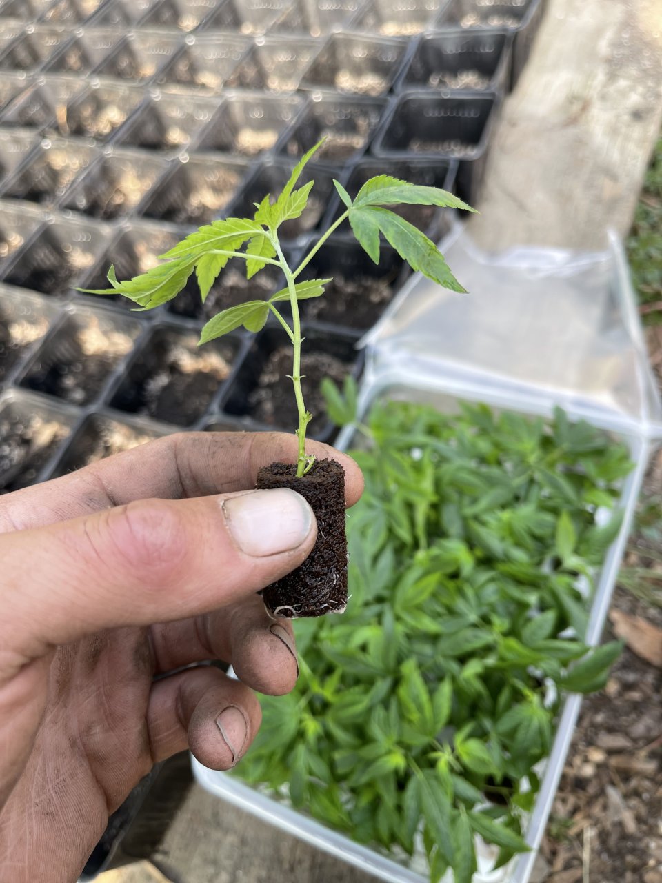 Tissue Culture Clones