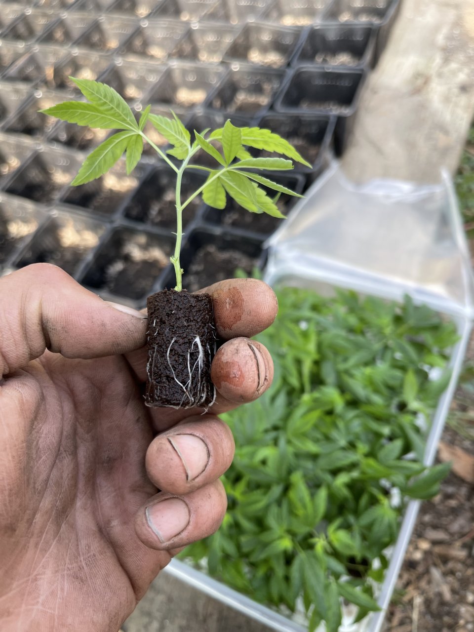 Tissue Culture Clones