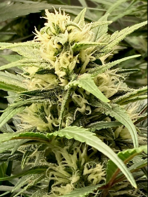 Titan bud closeup #4 5 6.jpg