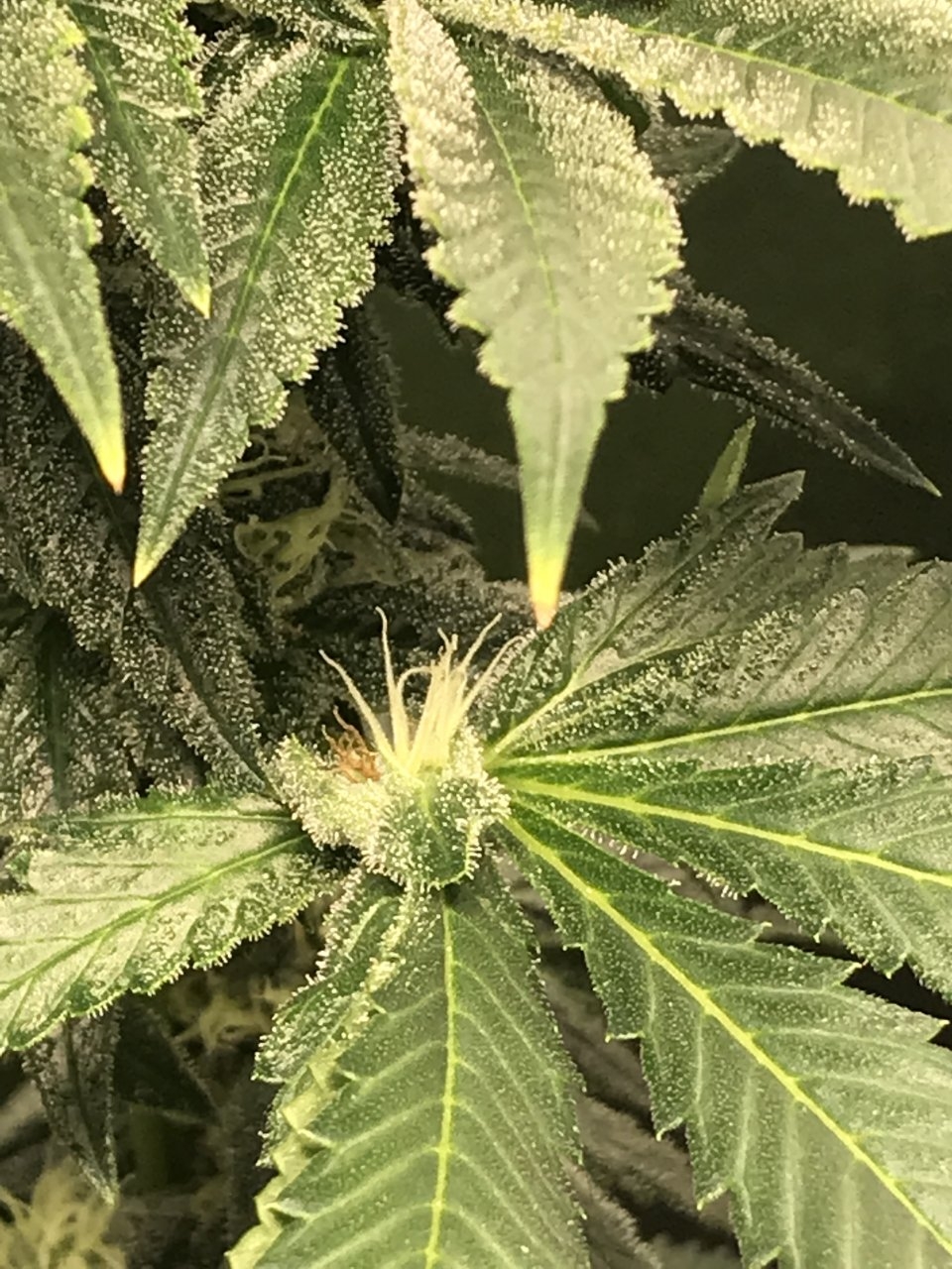 Titan OG #2 mutant leaf