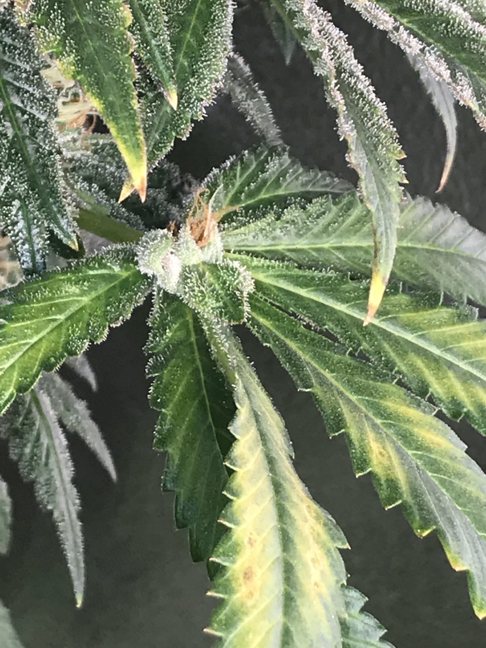 Titan OG #2 Mutant leaf