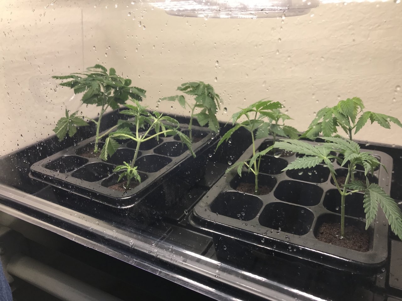 Titan OG clones