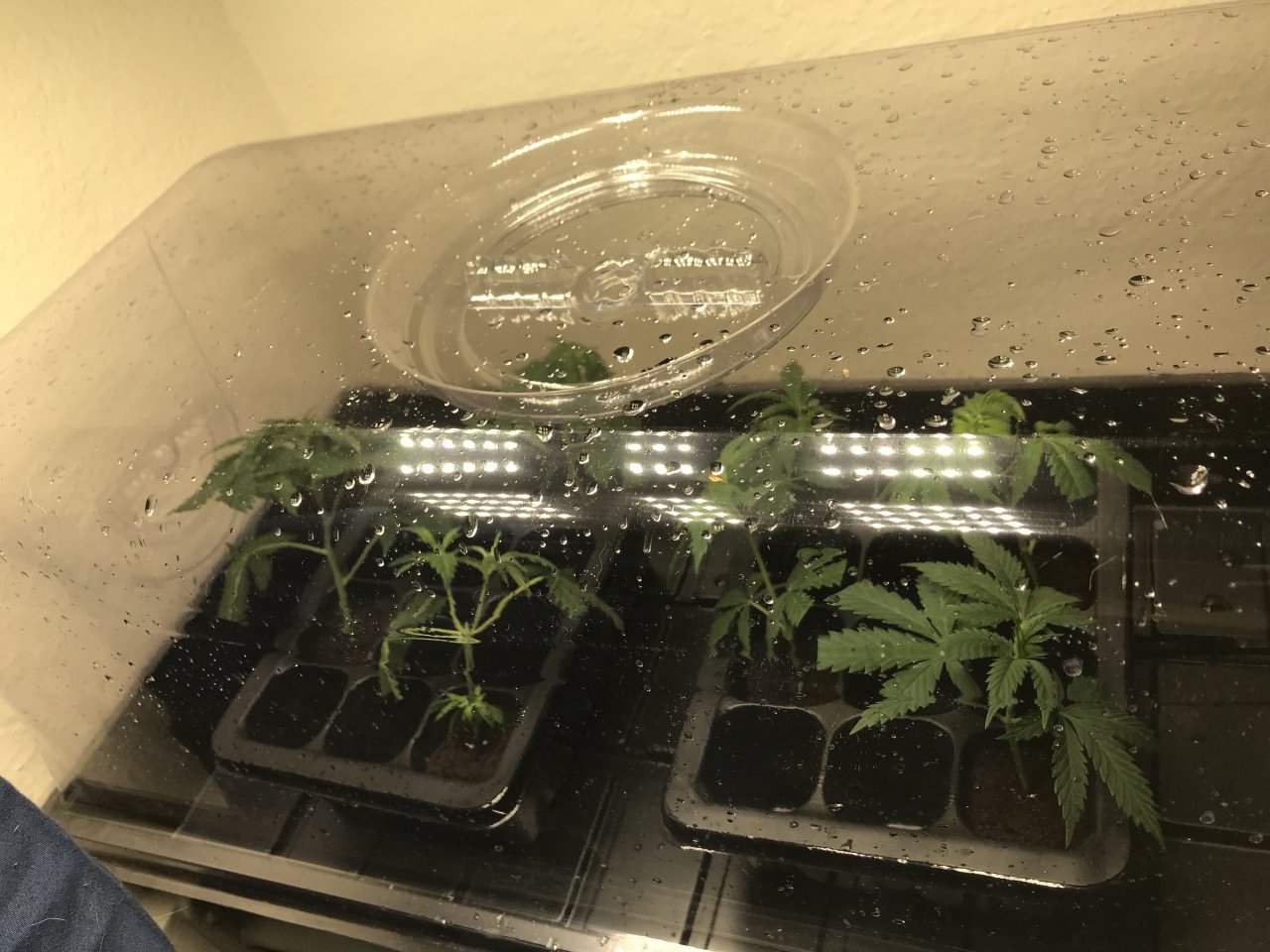 Titan OG clones