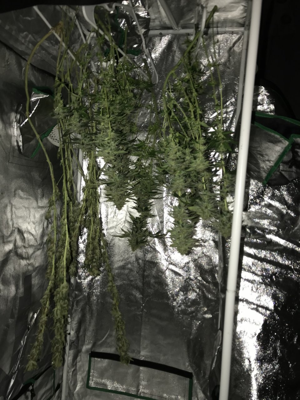 Titan OG harvest