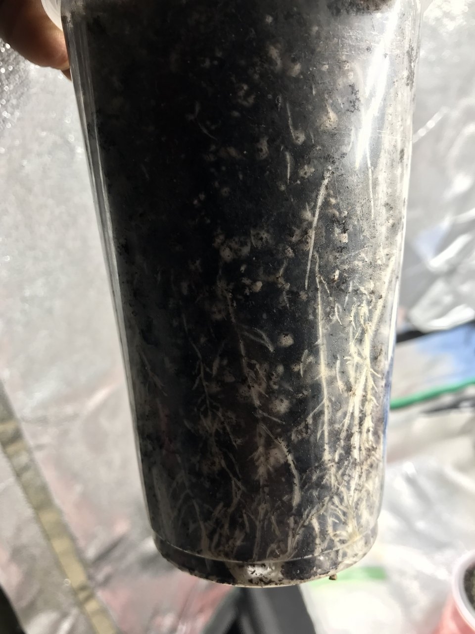 Titan OG Roots