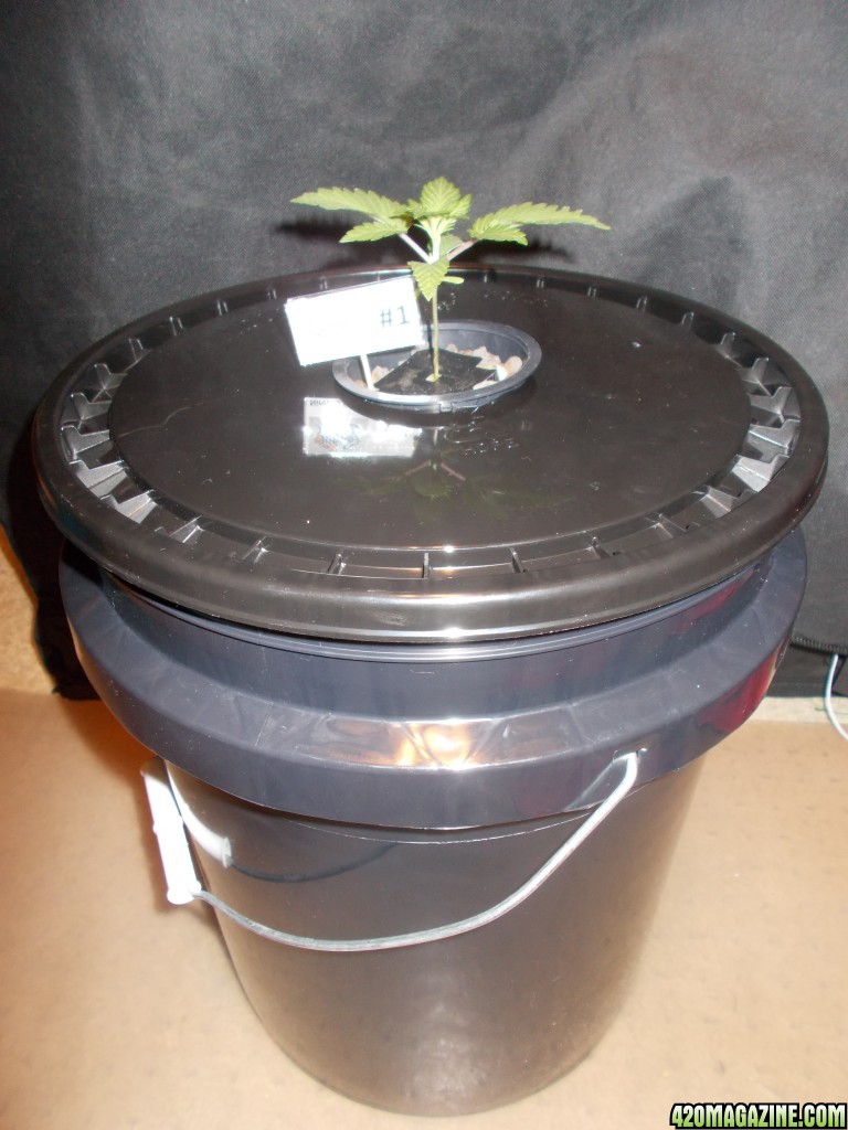 To Transplant a hydro plant or not