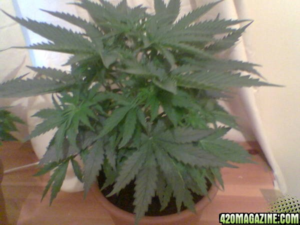 Todays Grow Pics