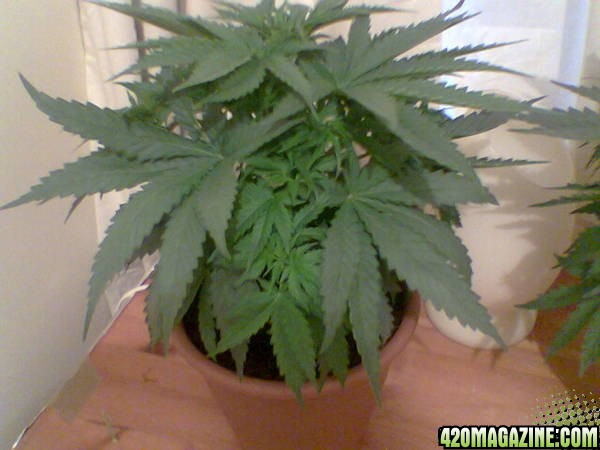 Todays Grow Pics