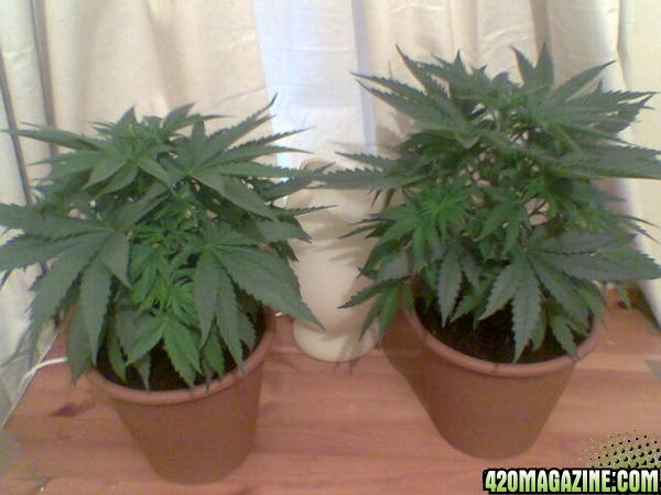 Todays Grow Pics