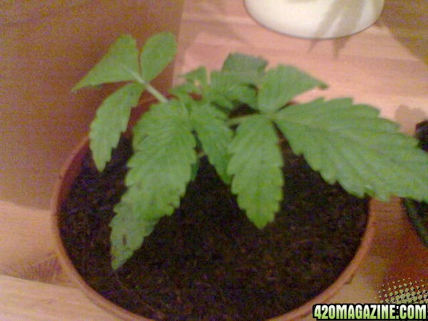 Todays Grow Pics