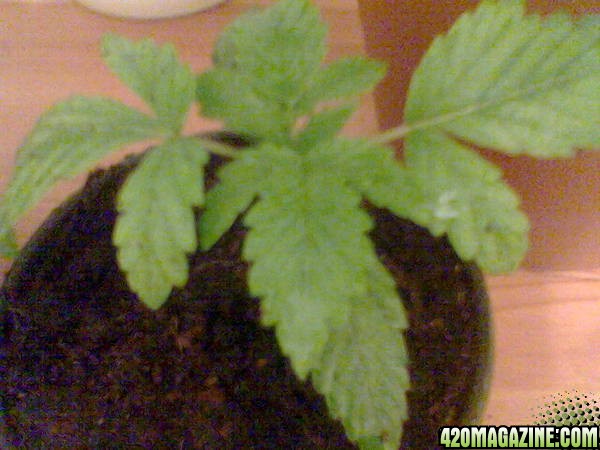 Todays Grow Pics