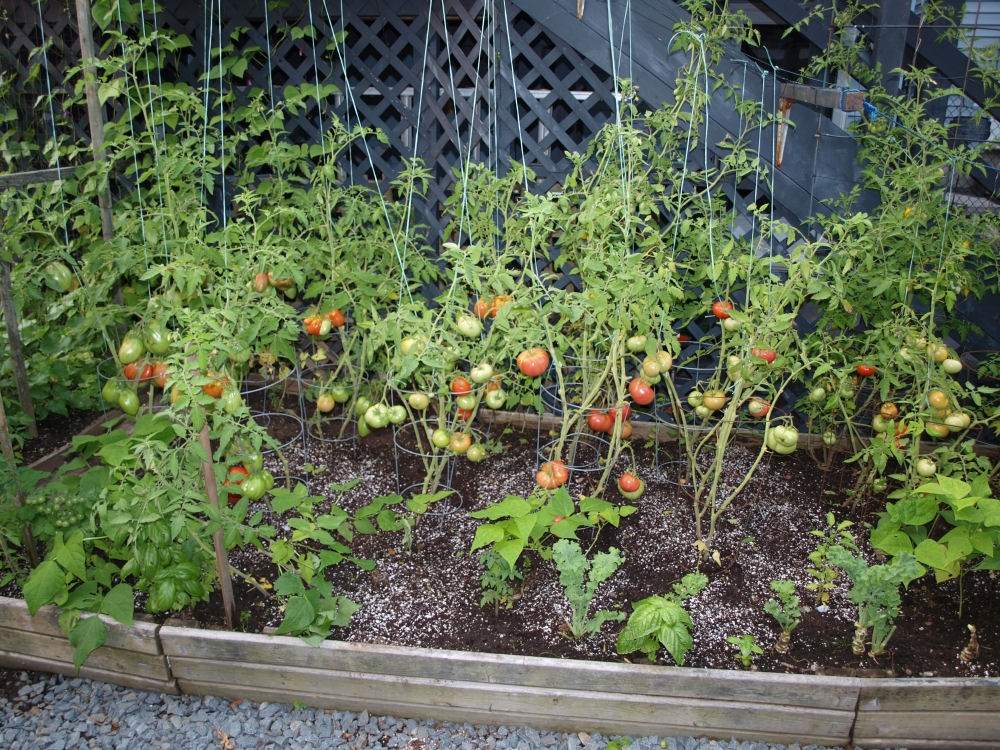 tomatoes24aug2018-1.jpg