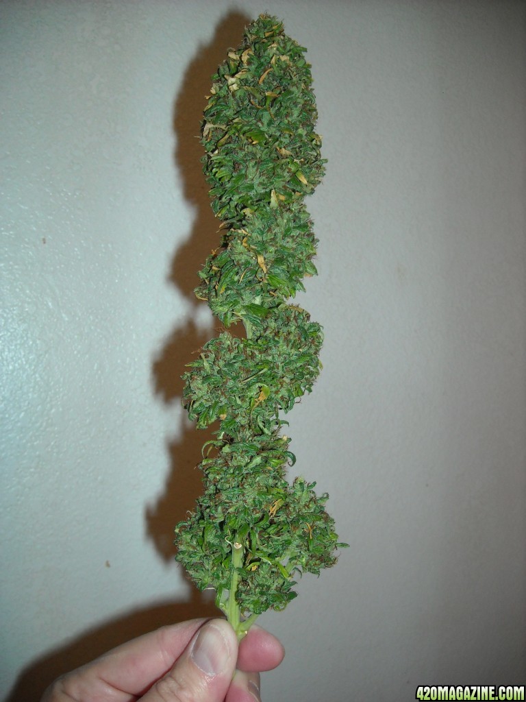 Top cola of the left lady - after trimming