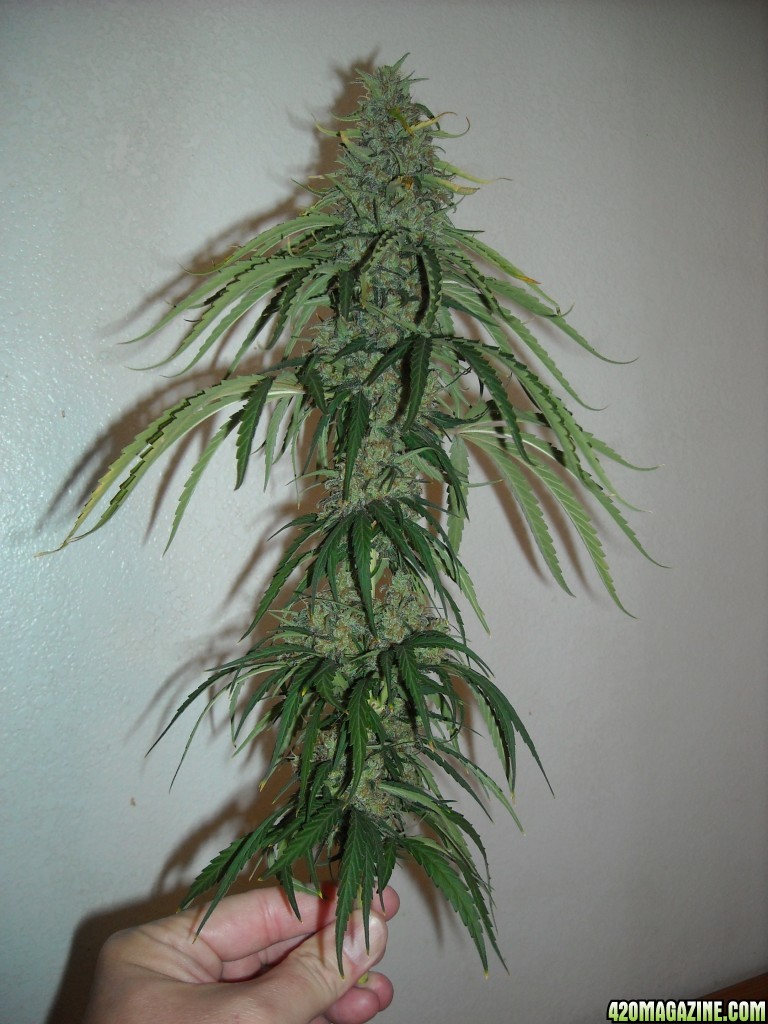 Top cola of the right lady - before trimming